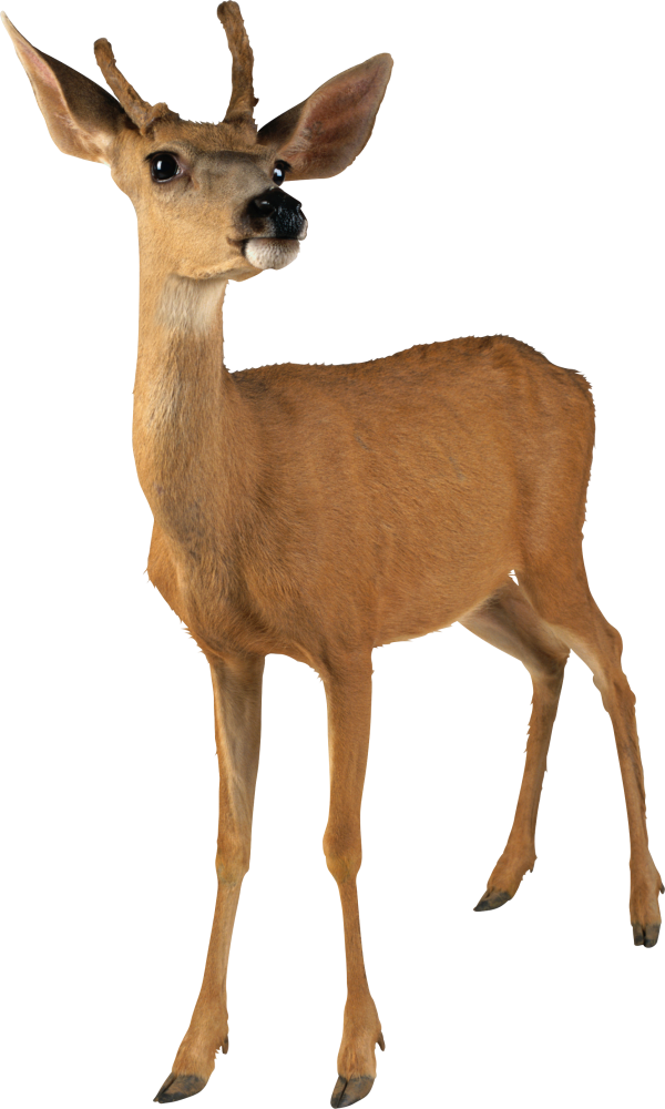 Deer Doll Png