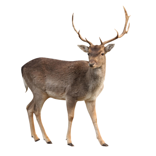 Deer Icon Png