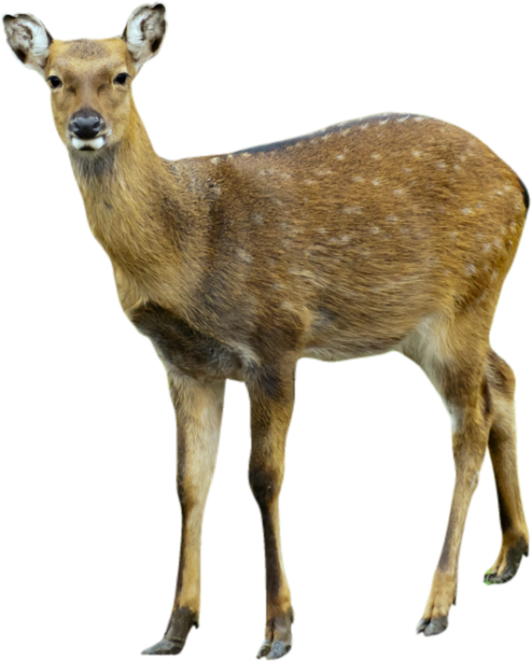 Deer Png Cute