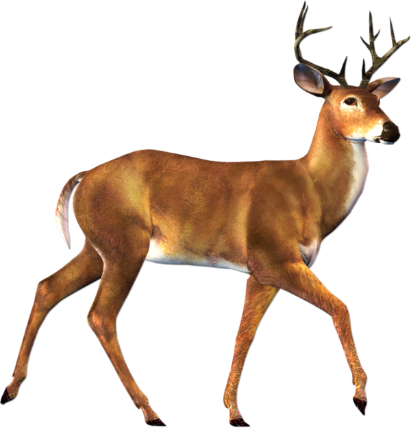Deer Walking Png