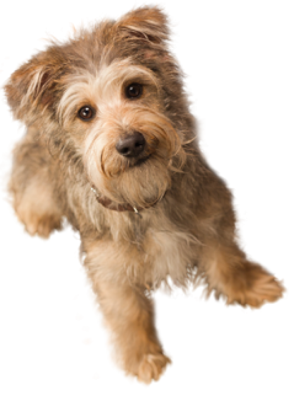 Dog Doll Png