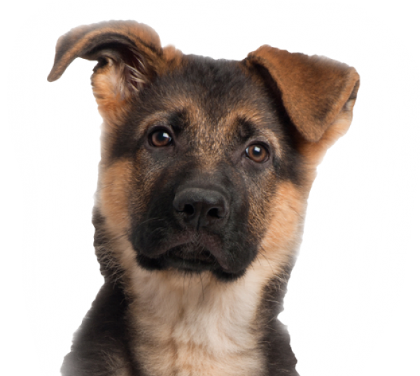 Dog Face for Web Png