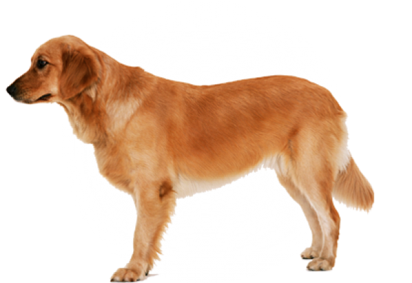 Dog Free Png Image