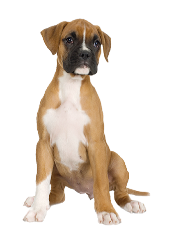 Dog Half Sitting Png