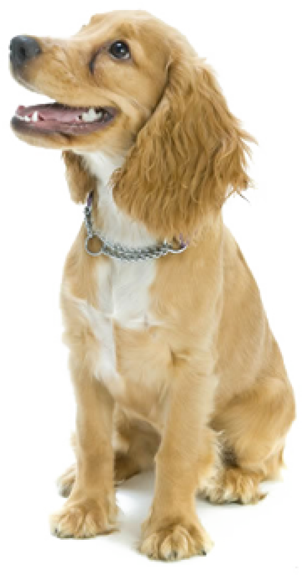 Dog Icon