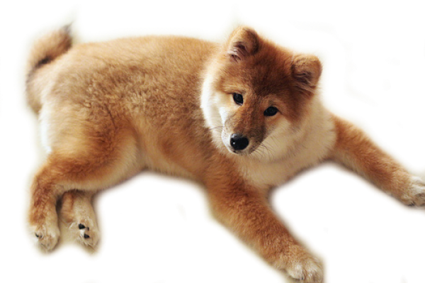 Dog Png Clipart Ready To Sleep