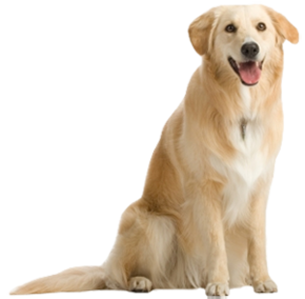 Dog Png for Designing