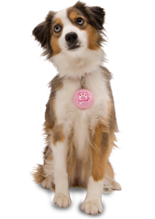 Dog Png For Web With Pink Tag
