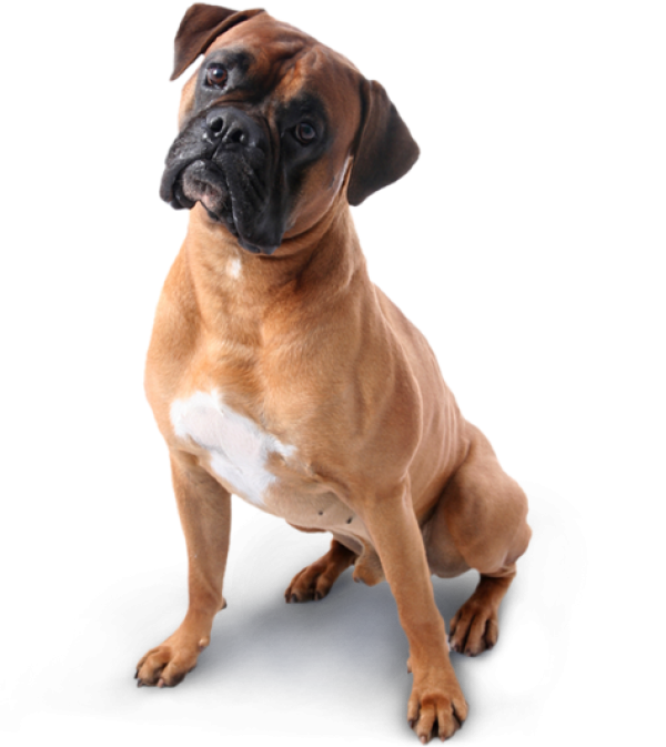 Dog Png Image Free