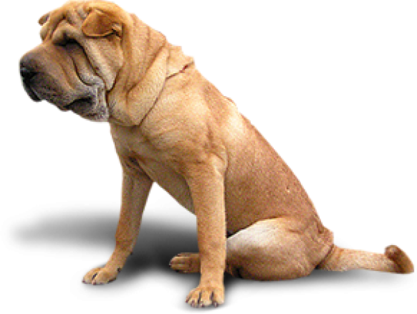 Dog Png Sitting