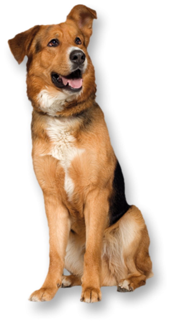 Dog png With Pride