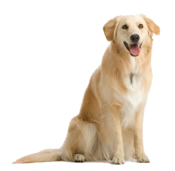 Dog Png With Teeth