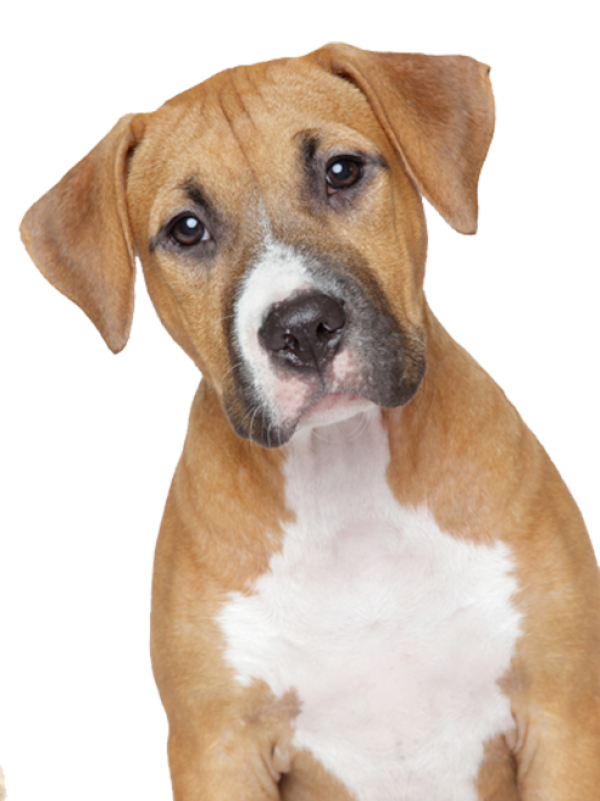 Dog Starred At You Png