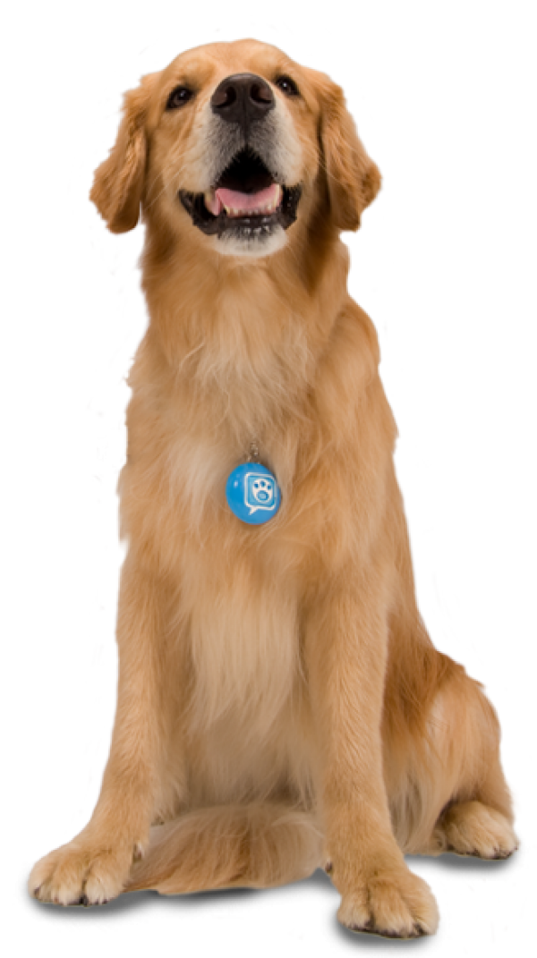 Dog with Blue Tag