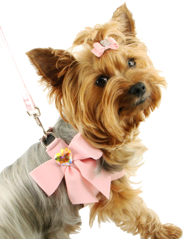Dog With Ribbon