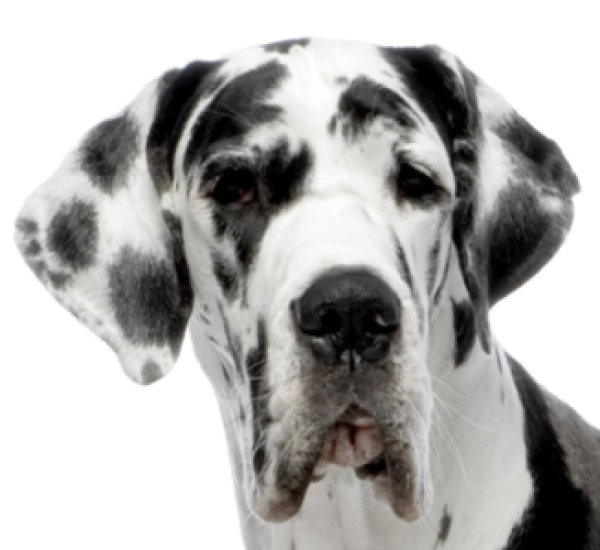 Dolmanian Dog Face Png