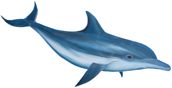 Dolphin Clipart Png