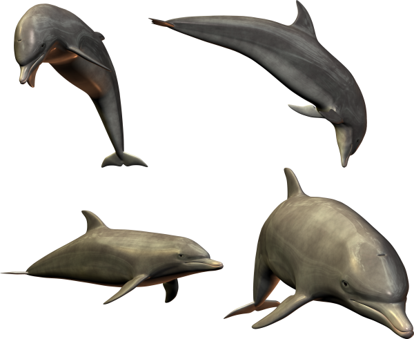 Dolphin Png All Side
