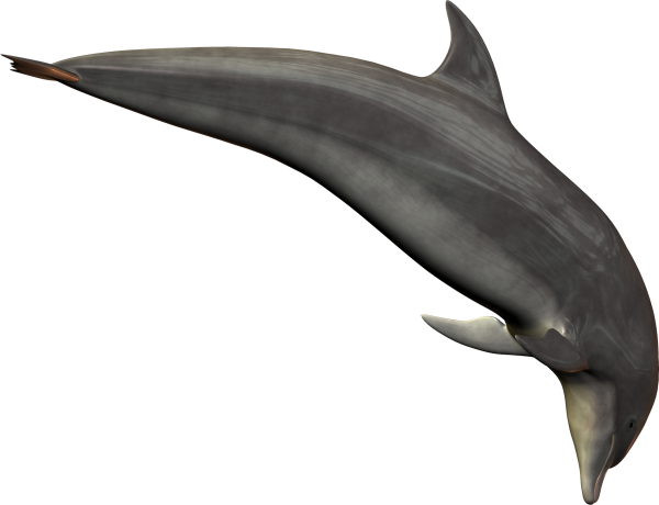 Dolphin Png Jumping