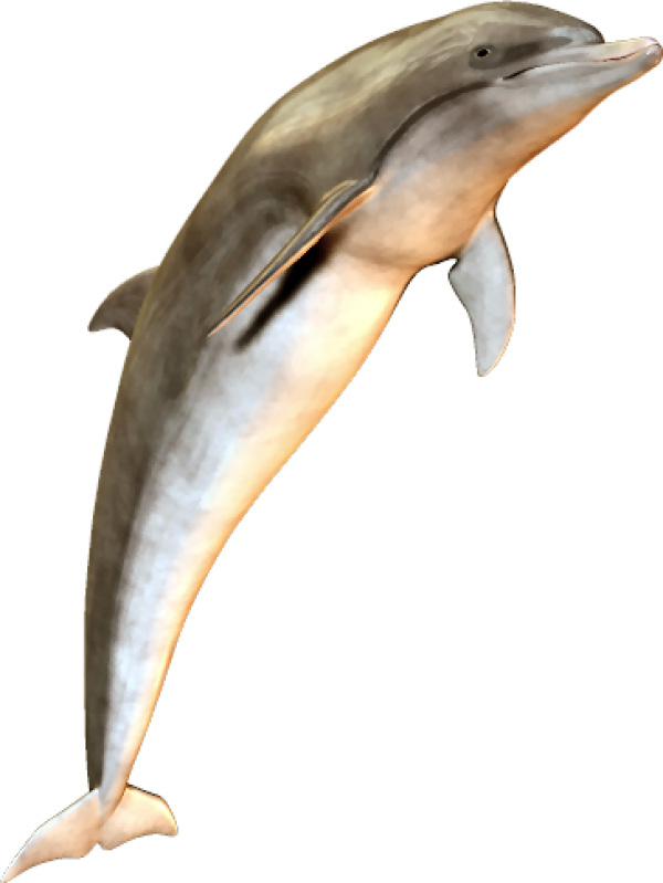 Dolphin simling png