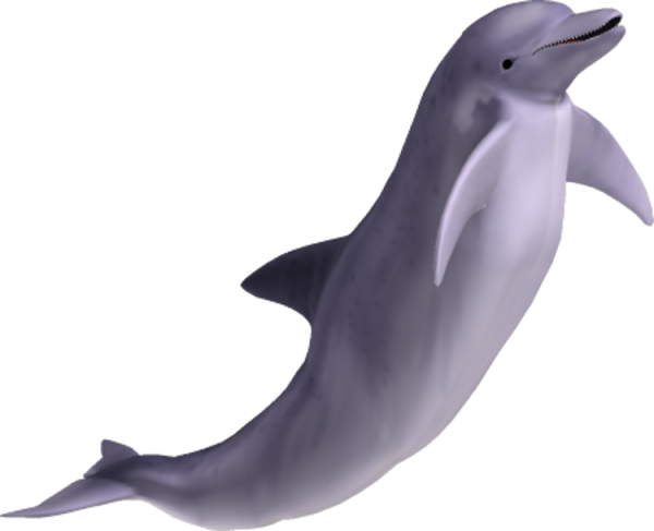 Dolphin Singing PNG Image