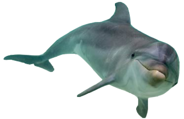 Dolphin Swimming Free Png Image