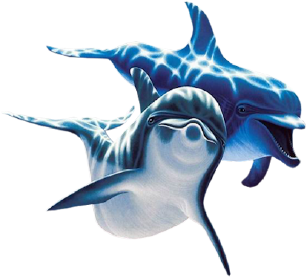 Dolphin Swimming Png Image