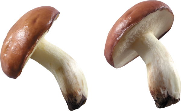 double slidemushroom free download png