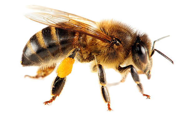 download free bee png