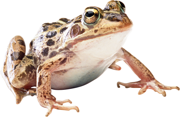download frog png free