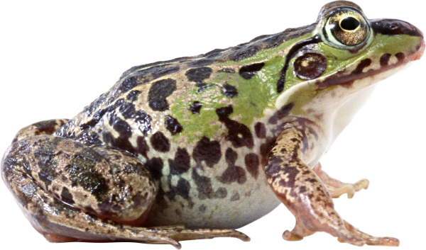 download frog png