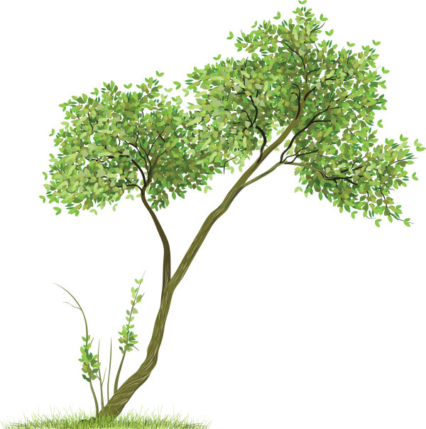 Drawing Tree