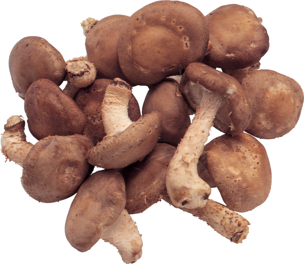 dried mushroom free download png