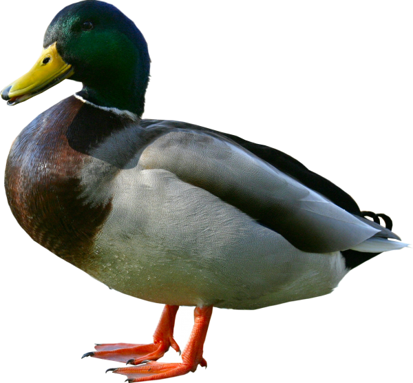 duck png free download 14