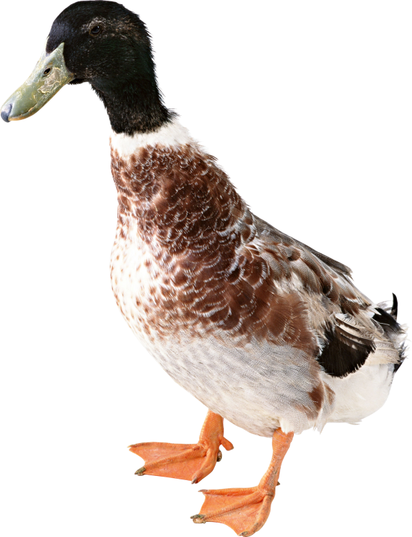 duck png free download 16