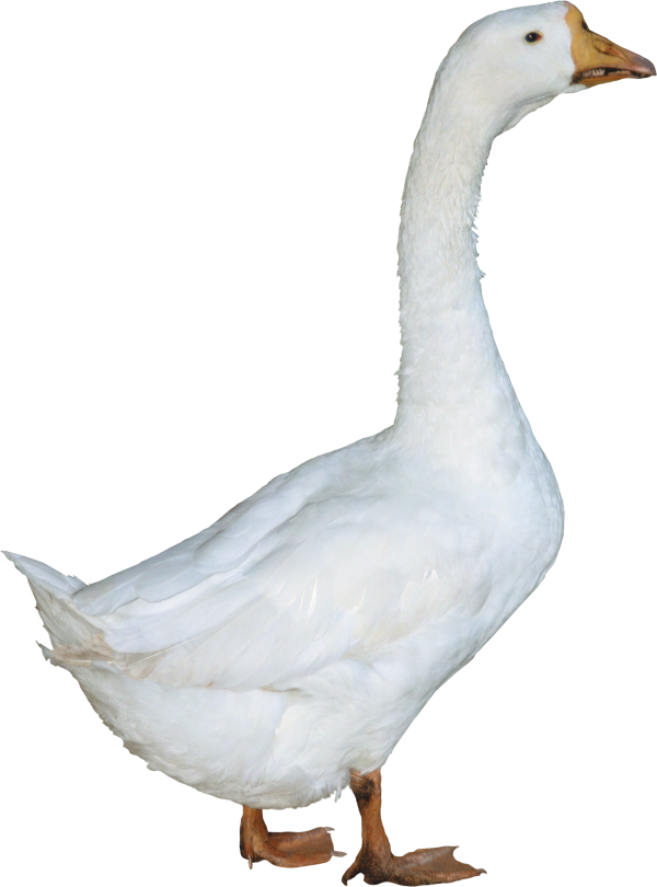 duck png free download 18
