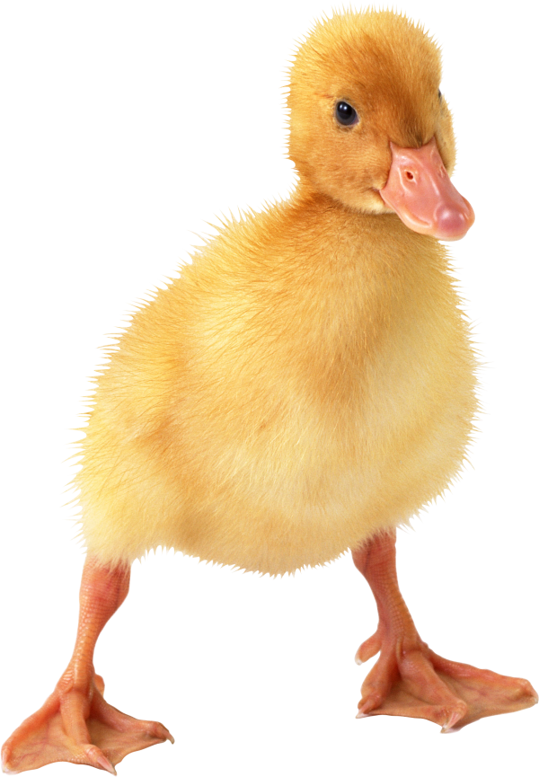 duck png free download 2