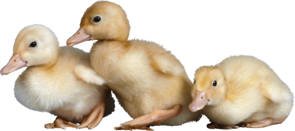 duck png free download 23