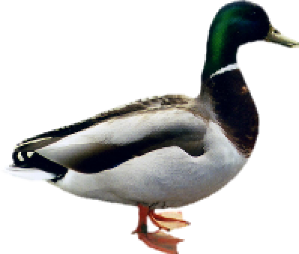 duck png free download 24