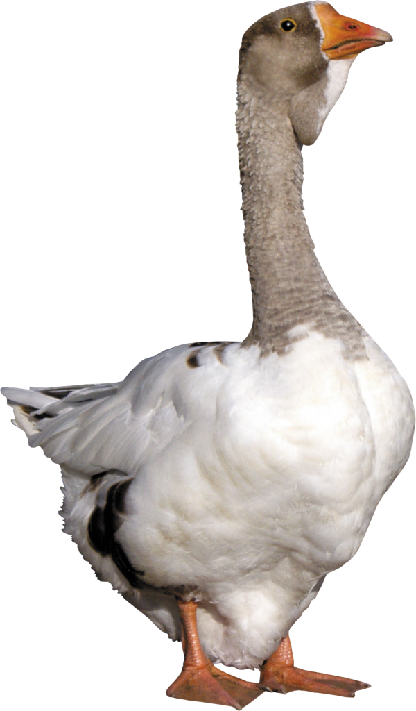duck png free download 28