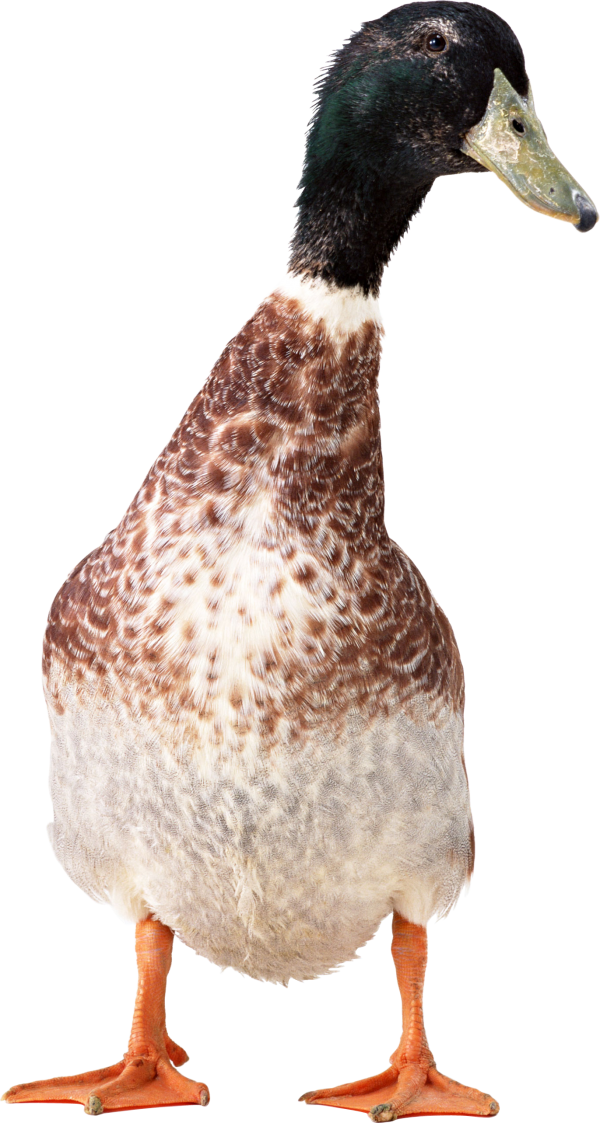 duck png free download 30
