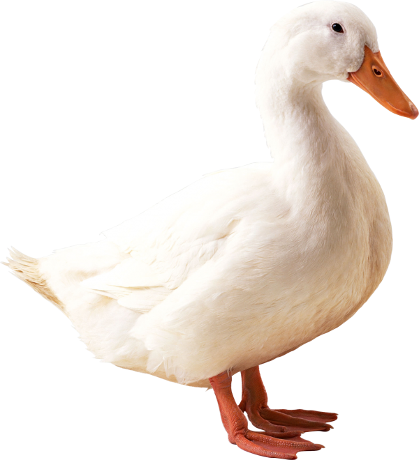 duck png free download 31