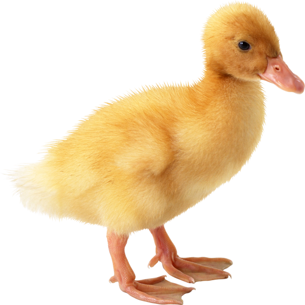 duck png free download 35