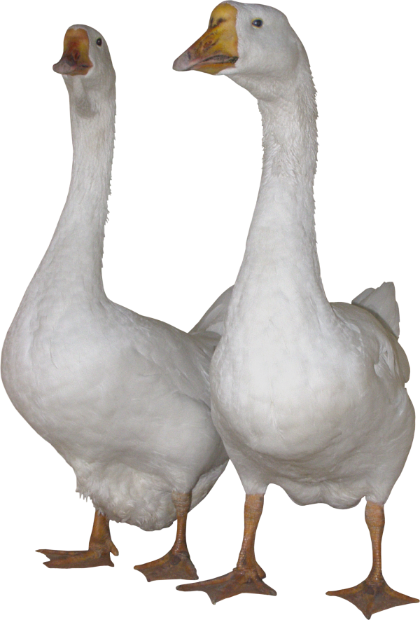 duck png free download 36