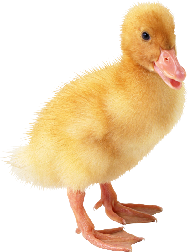 duck png free download 4