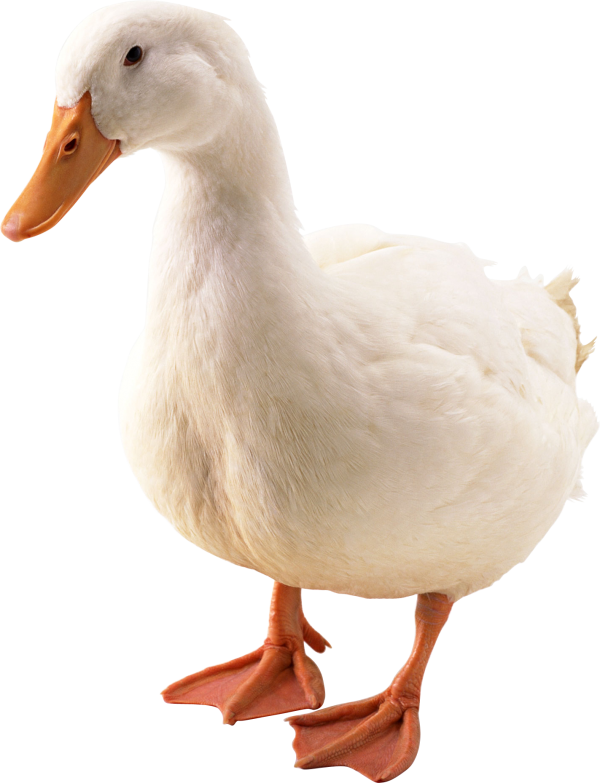 duck png free download 9