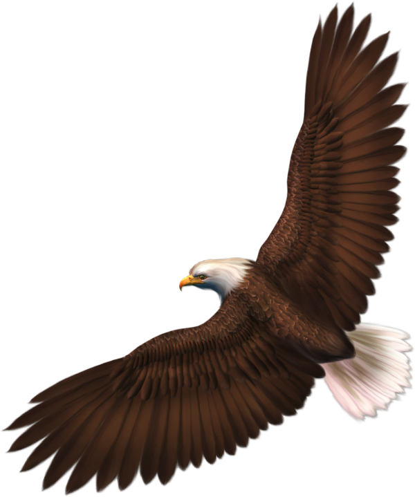 eagel png free download 1