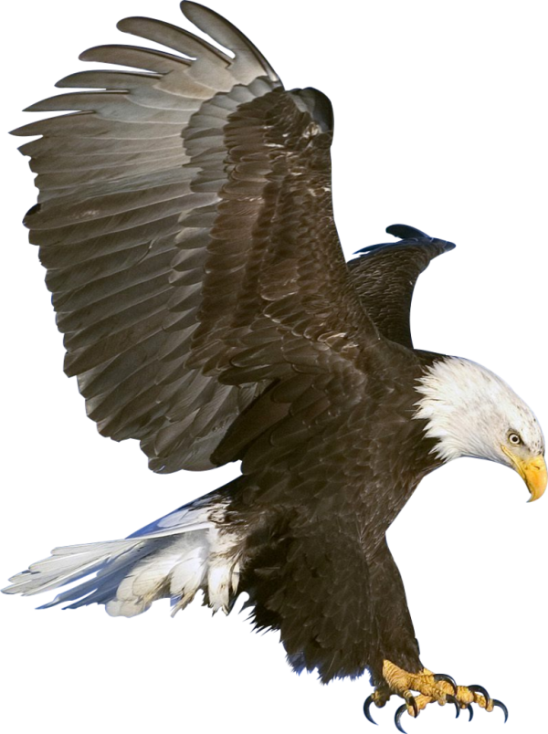eagel png free download 10