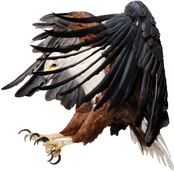 eagel png free download 11