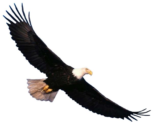 eagel png free download 14